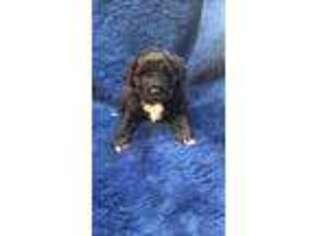 Medium Photo #1 Portuguese Water Dog Puppy For Sale in Bluffton, IN, USA