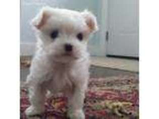 Maltese Puppy for sale in Rochester, NY, USA