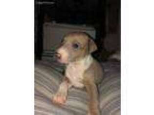 Italian Greyhound Puppy for sale in Fort Lauderdale, FL, USA