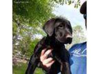 Labrador Retriever Puppy for sale in Woodbury, GA, USA