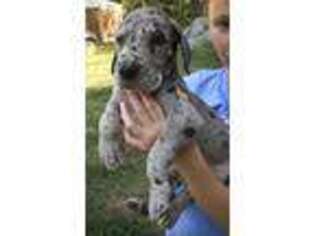 Great Dane Puppy for sale in Broken Bow, OK, USA