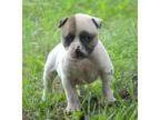 American Bulldog Puppy for sale in Bloomingdale, OH, USA