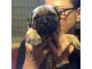 Bullmastiff Puppy for sale in Dyersville, IA, USA