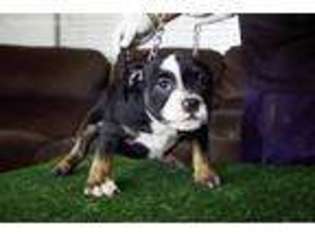 Mutt Puppy for sale in Riverbank, CA, USA