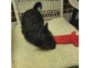 Scottish Terrier Puppy for sale in Burlington, NC, USA
