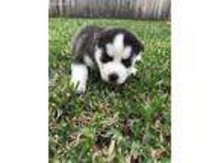 Siberian Husky Puppy for sale in College Station, TX, USA