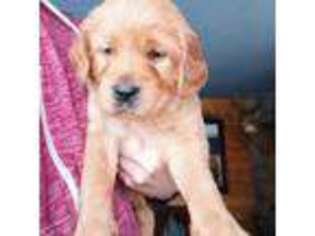 Golden Retriever Puppy for sale in Red Lake Falls, MN, USA
