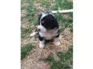 Bernese Mountain Dog Puppy for sale in Falls Mills, VA, USA