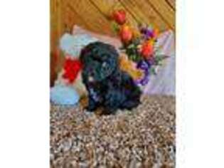 Mutt Puppy for sale in Cub Run, KY, USA