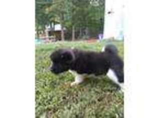 Akita Puppy for sale in Honobia, OK, USA