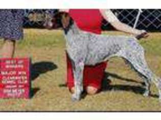 German Shorthaired Pointer Puppy for sale in GAINESVILLE, FL, USA