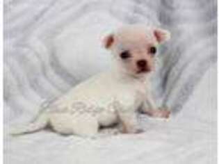 Chihuahua Puppy for sale in Christiansburg, VA, USA