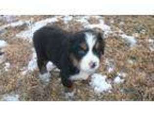 Bernese Mountain Dog Puppy for sale in Pomona, KS, USA