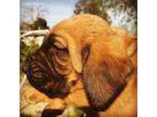 Bloodhound Puppy for sale in Selma, CA, USA