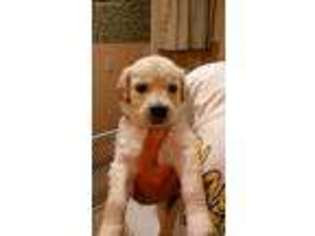 Golden Retriever Puppy for sale in Baldwin, WI, USA
