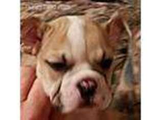 Bulldog Puppy for sale in Washington, GA, USA