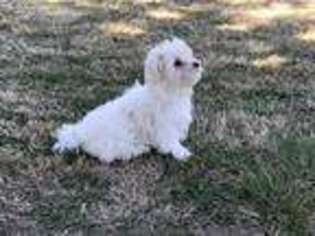 Maltese Puppy for sale in Choctaw, OK, USA