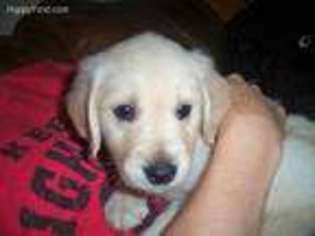 Golden Retriever Puppy for sale in Archie, MO, USA