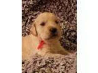 Golden Retriever Puppy for sale in Sheboygan, WI, USA