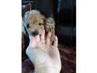 Goldendoodle Puppy for sale in La Salle, CO, USA