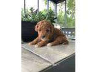 Goldendoodle Puppy for sale in Colby, WI, USA