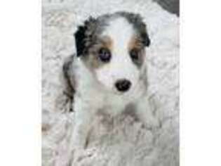 Border Collie Puppy for sale in Rock Island, IL, USA