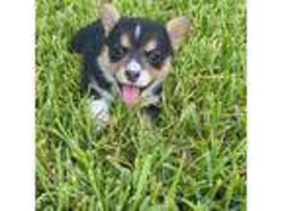 Pembroke Welsh Corgi Puppy for sale in Austin, TX, USA