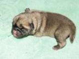 Pug Puppy for sale in Estacada, OR, USA