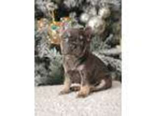 French Bulldog Puppy for sale in Trona, CA, USA