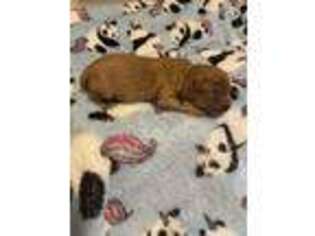 Cavalier King Charles Spaniel Puppy for sale in Allegan, MI, USA
