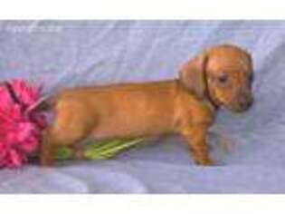 Dachshund Puppy for sale in Berlin, OH, USA