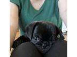 Pug Puppy for sale in Land O Lakes, FL, USA