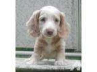 Dachshund Puppy for sale in EDMORE, MI, USA