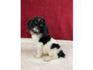 Mutt Puppy for sale in Fairview, UT, USA
