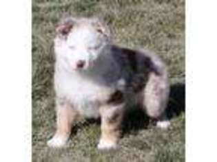 Miniature Australian Shepherd Puppy for sale in Fredonia, AZ, USA