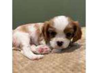 Cavalier King Charles Spaniel Puppy for sale in Salisbury, MA, USA
