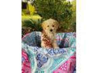 Labradoodle Puppy for sale in Belleview, FL, USA