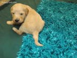 Goldendoodle Puppy for sale in Tiskilwa, IL, USA
