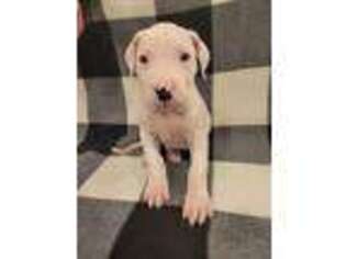 Dogo Argentino Puppy for sale in Sanford, NC, USA