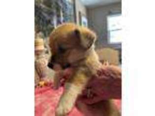 Pembroke Welsh Corgi Puppy for sale in Hinkley, CA, USA