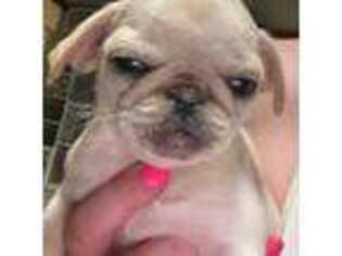 Pug Puppy for sale in Ashby, MA, USA