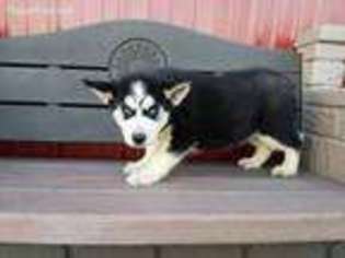 Siberian Husky Puppy for sale in Easton, KS, USA