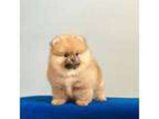 Pomeranian Puppy for sale in Philadelphia, PA, USA