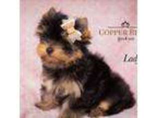 Yorkshire Terrier Puppy for sale in Marmaduke, AR, USA