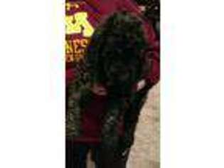 Labradoodle Puppy for sale in Atwater, MN, USA