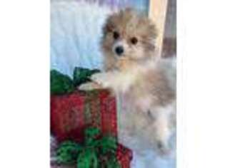 Pomeranian Puppy for sale in Sierra Vista, AZ, USA