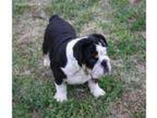 Bulldog Puppy for sale in Coffeyville, KS, USA