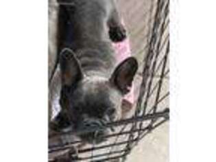 French Bulldog Puppy for sale in Mustang, OK, USA