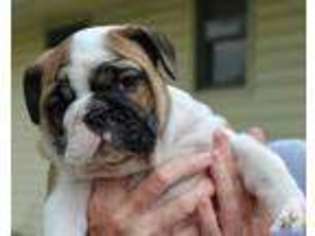 Bulldog Puppy for sale in ARMA, KS, USA