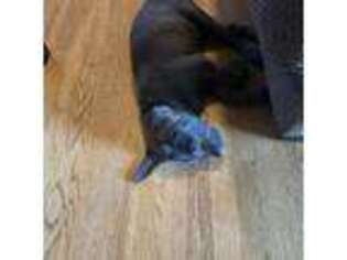 Cane Corso Puppy for sale in Fairview Heights, IL, USA